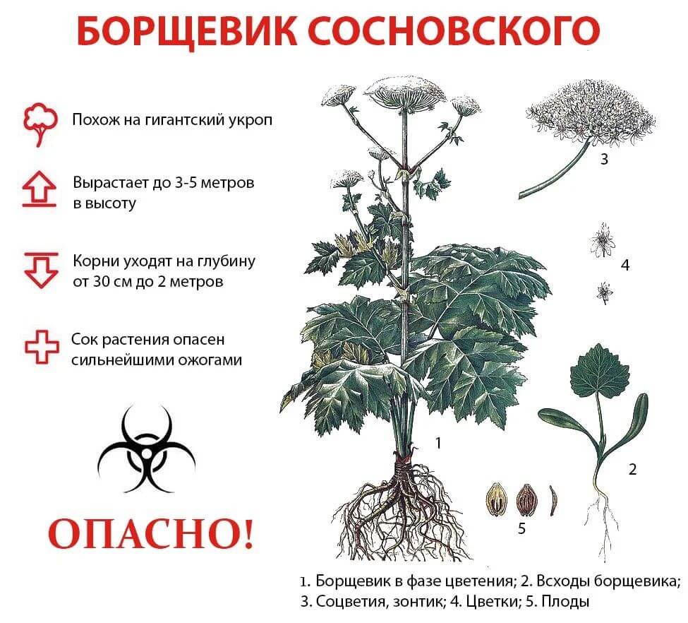 Борщевик Сосновского.